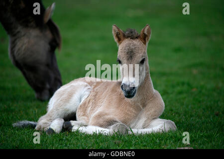 Wildes Pferd Duelmen Duelmen, Nordrhein-Westfalen, Deutschland Stockfoto