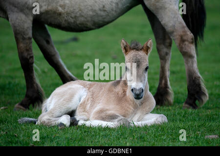 Wildes Pferd Duelmen Duelmen, Nordrhein-Westfalen, Deutschland Stockfoto