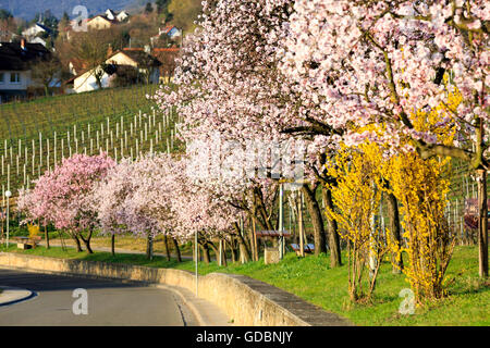 Mandelbaum (Prunus Dulcis), blühen, Deutschland, Rheinland-Pfalz, Gimmeldingen, März 2015, südlichen winestreet Stockfoto