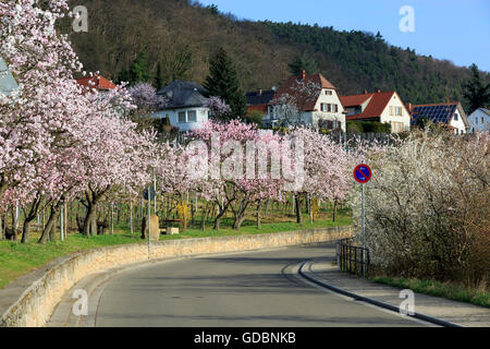 Mandelbaum (Prunus Dulcis), blühen, Deutschland, Rheinland-Pfalz, Gimmeldingen, März 2015, südlichen winestreet Stockfoto