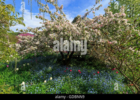 Deutschland, Baden-Württemberg, Weinheim, Hermannshof, Bluehender Holzapfel, Wildapfelbaum (Malus Sylvestris) Stockfoto