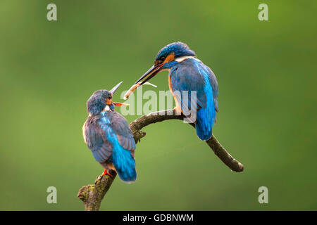 Fluss Kingfisher, Männlich, jungen, North Rhine-Westphalia, Deutschland füttert / (Alcedo Atthis) Stockfoto