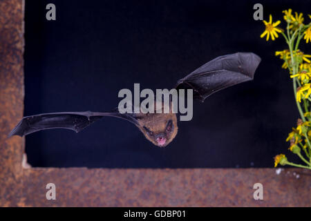 Gemeinsamen Zwergfledermaus, während des Fluges, Sennestadt, NRW, Deutschland / (Pipistrellus Pipistrellus) Stockfoto