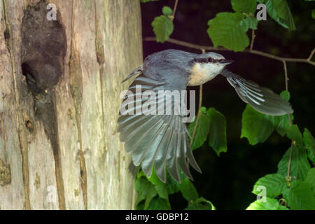 Kleiber, während des Fluges vom nest ein Loch im Baum, Sennestadt, NRW, Deutschland / (Sitta Europaea) Stockfoto