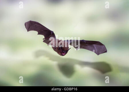 Gemeinsamen Zwergfledermaus, während des Fluges, Sennestadt, NRW, Deutschland / (Pipistrellus Pipistrellus) Stockfoto