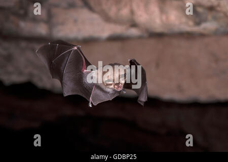 Geringerem Hufeisennase, in der Nähe von Bad Blankenburg, Thüringen, Deutschland / (Rhinolophus Hipposideros) Stockfoto