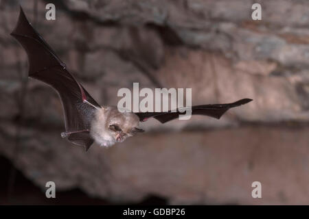 Geringerem Hufeisennase, in der Nähe von Bad Blankenburg, Thüringen, Deutschland / (Rhinolophus Hipposideros) Stockfoto