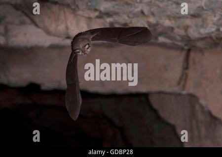 Geringerem Hufeisennase, in der Nähe von Bad Blankenburg, Thüringen, Deutschland / (Rhinolophus Hipposideros) Stockfoto