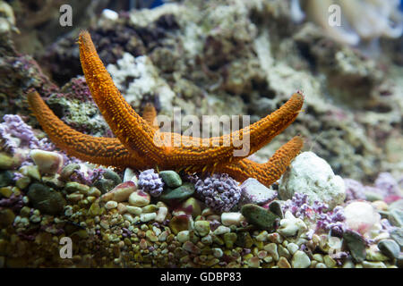 Seestern (Hacelia Attenuata), Aquarium, Baska Insel Krk, Kroatien, Kvarner Bucht, Adria, Kroatien Stockfoto