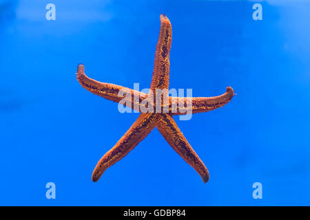 Seestern (Hacelia Attenuata), Aquarium, Baska Insel Krk, Kroatien, Kvarner Bucht, Adria, Kroatien Stockfoto