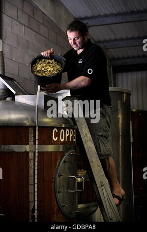 Nick Otley, Geschäftsführer von Otley Brewing Company in Cilfynydd in der Nähe von Pontypridd, Wales Trinkgeld Hopfen in Kupfer UK Stockfoto