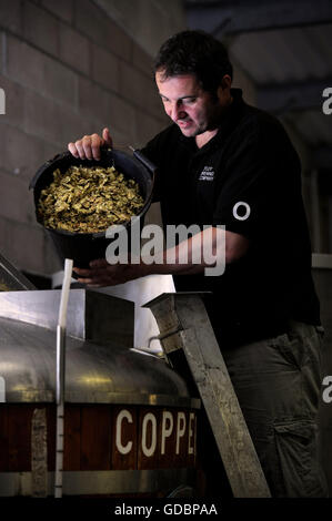 Nick Otley, Geschäftsführer von Otley Brewing Company in Cilfynydd in der Nähe von Pontypridd, Wales Trinkgeld Hopfen in Kupfer UK Stockfoto