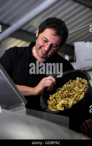 Nick Otley, Geschäftsführer von Otley Brewing Company in Cilfynydd in der Nähe von Pontypridd, Wales Trinkgeld Hopfen in Kupfer UK Stockfoto