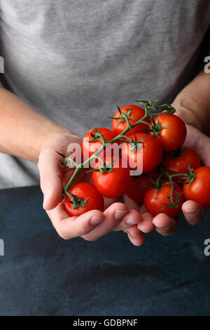 Tomaten in Menschenhand, Ernte Gemüse Stockfoto