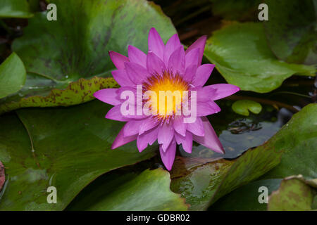 Seerosen (Nymphaea Capensis), Da Nang, Vietnam, Asien Stockfoto