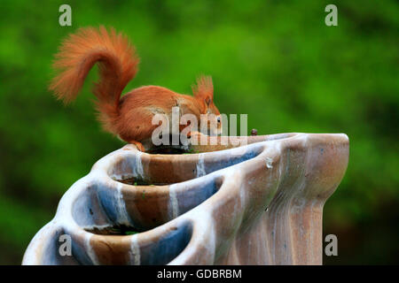 Eichhörnchen (Sciurus Vulgaris), Deutschland, Tierwelt Stockfoto