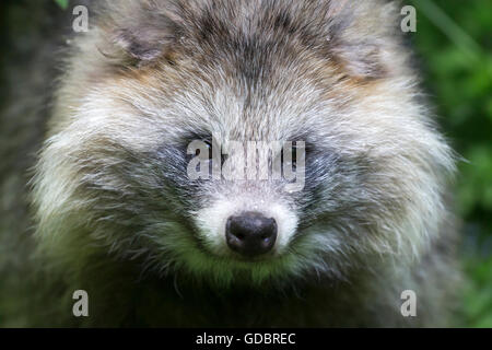 Marderhund, (Nyctereutes Procyonoides), gefangen Stockfoto