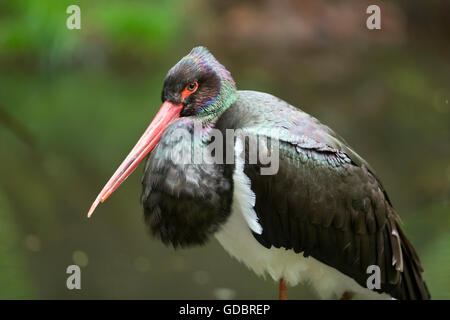 Schwarzstorch, (Ciconia Nigra), gefangen Stockfoto