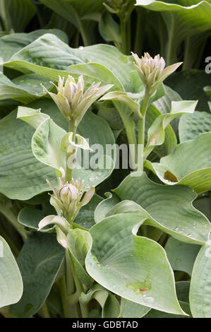 Hosta ist eine Gattung von Pflanzen allgemein bekannt als Hostas, Wegerich Lilien und gelegentlich von den japanischen Namen Giboshi. Hostas sind w Stockfoto