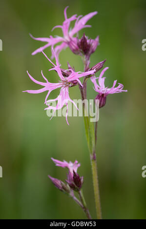 Lychnis Flos-Cuculi, allgemein genannt Ragged-Robin ist eine mehrjährige krautige Pflanze in der Familie Caryophyllaceae. Stockfoto