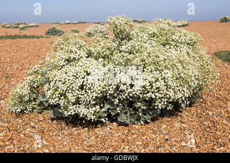 Crambe Maritima Pflanze, Meerkohl, in Blüte am Strand von Schindel Street, Suffolk, England, UK Stockfoto