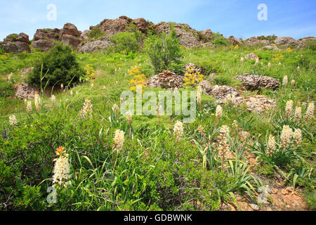 Fuchsschwanz-Lilien, Kasachstan / (Eremurus Lactiflorus) Stockfoto