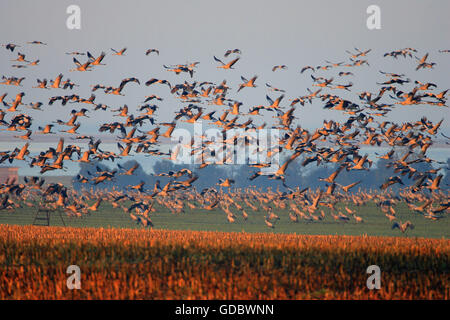 Gemeinsamen Krane, Mecklenburg-Vorpommern Pommern, Deutschland / (Grus Grus) Stockfoto