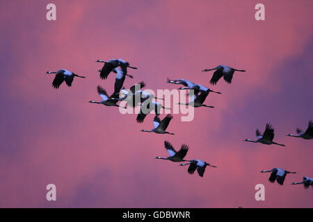 Gemeinsamen Krane Mecklenburg-Vorpommern Pommern, Deutschland / (Grus Grus) Stockfoto