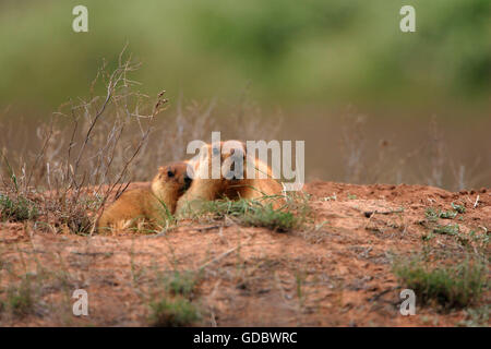 Steppe Murmeltiere, Weibchen mit jungen, Kasachstan / (Marmota Bobak) Stockfoto