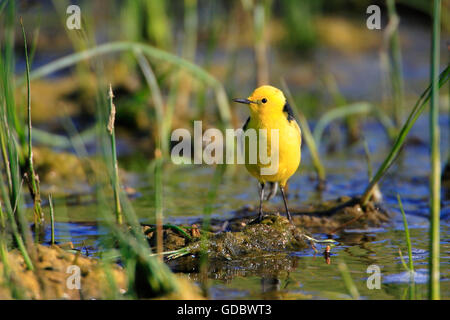 Citrin Bachstelze, Männlich, Kasachstan / (Motacilla Citreola) Stockfoto