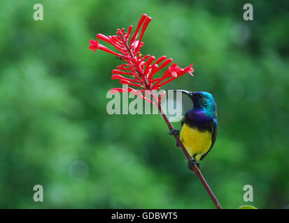 Sunbird, Variable - männlich Stockfoto