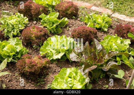 Gemüsegarten Kopfsalat Pflanzen im Garten Potager, Constantine, Cornwall, England, UK Stockfoto