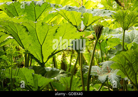 Riesige Gunnera, Gunnera Manicata, wachsen wild im Wald bei Trenoweth, in der Nähe von St. Keverne, Cornwall, England, UK Stockfoto