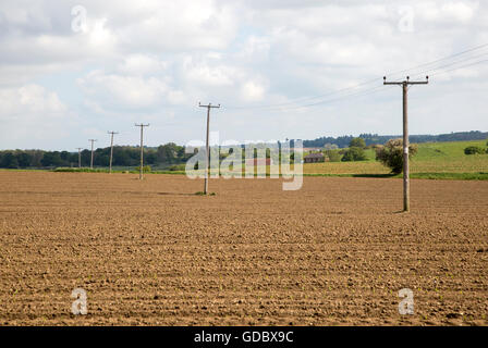 Telegraph Pole mit Stromleitungen über Feld Butley, Suffolk, England, UK Stockfoto