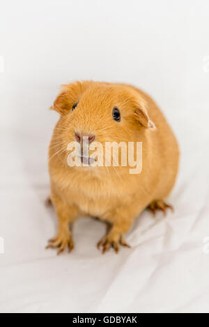 Lustige kleine orange Farbe Meerschweinchen Stockfoto