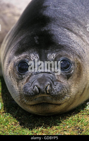 SÜDLICHEN See-Elefanten Mirounga Leonina, close-up FRAUENKOPF, Antarktis Stockfoto