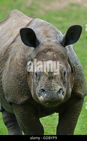 Indische Nashorn Rhinoceros Unicornis, Erwachsene Stockfoto