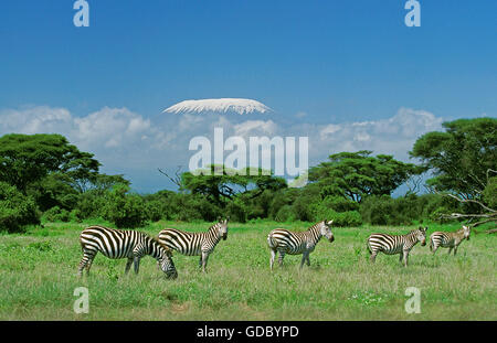 Burchell Zebra, Equus Burchelli Herde in Savannah in der Nähe von Berg Kilimandscharo, Tansania Stockfoto