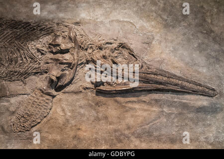 England, Cambridgeshire, Cambridge, Sedgwick Museum of Earth Sciences, Anzeige der Ichthyosaurier-Dinosaurier Stockfoto