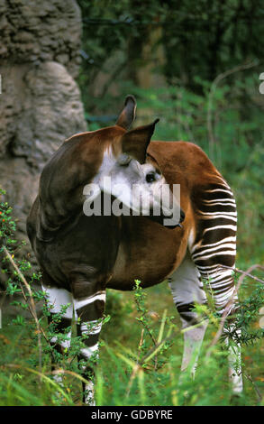 Okapi, Okapia Johnstoni, Weiblich Stockfoto