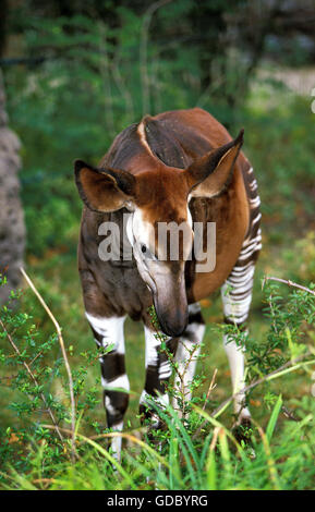 Okapi, Okapia Johnstoni, Weiblich Stockfoto