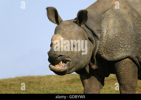 Indische Nashorn Rhinoceros Unicornis, Porträt von Erwachsenen Stockfoto