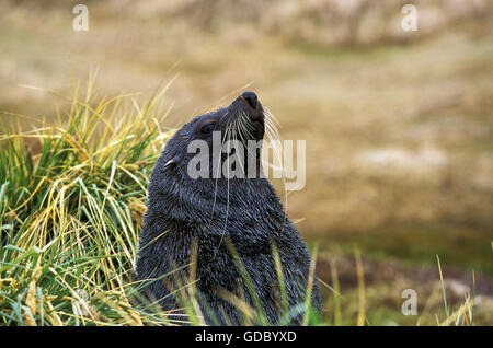 Antarktis-Seebär, Arctocephalus Gazella, Erwachsener, Antarktis Stockfoto