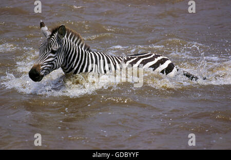 Burchell Zebra, Equus Burchelli, Erwachsenen-Crossing-Mara-Fluss, Masai Mara Park in Kenia Stockfoto