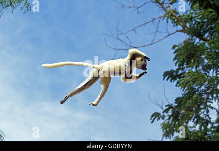 VERREAUX SIFAKA Propithecus Verreauxi, Erwachsene springen von Baum, BERENTY RESERVE, Madagaskar Stockfoto