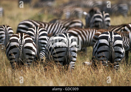 Burchell Zebra, Equus Burchelli Herde im Masai Mara Park in Kenia Stockfoto