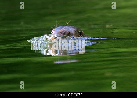 RIESENOTTER Pteronura Brasiliensis im MANU Nationalpark IN PERU Stockfoto