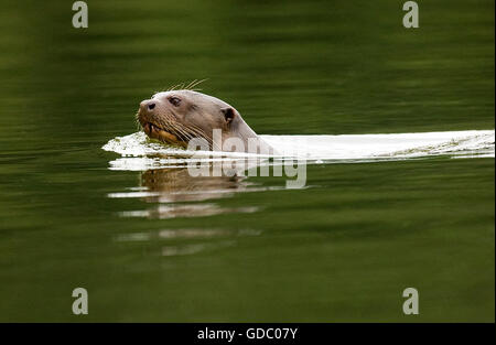 Riesenotter Pteronura Brasiliensis, Erwachsenen in Madre de Dios Fluss, Manu Parc in Peru Stockfoto