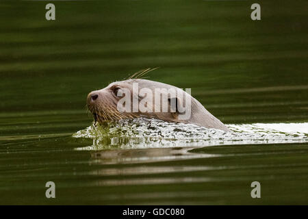 RIESENOTTER Pteronura Brasiliensis, Erwachsener, MANU Nationalpark IN PERU Stockfoto