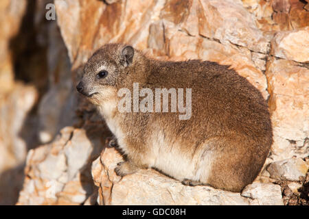 Rock Hyrax oder Cape Hyrax, Procavia Capensis, Erwachsene auf Felsen, Hermanus in Südafrika Stockfoto